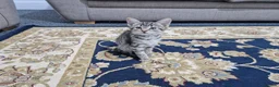 Domestic Shorthair cats for sale: Lovely, Friendly and Intelligent Cat for Sale in Paignton - Advert 5