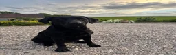 Labrador Retriever dogs for sale: Exceptional KC Labrador Puppies from Working Line  - Advert 14