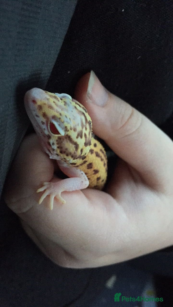 Leopard Gecko reptiles Leopard gecko (with or without setup) - Advert 1
