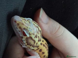 Leopard Gecko reptiles Leopard gecko (with or without setup) - Advert 3