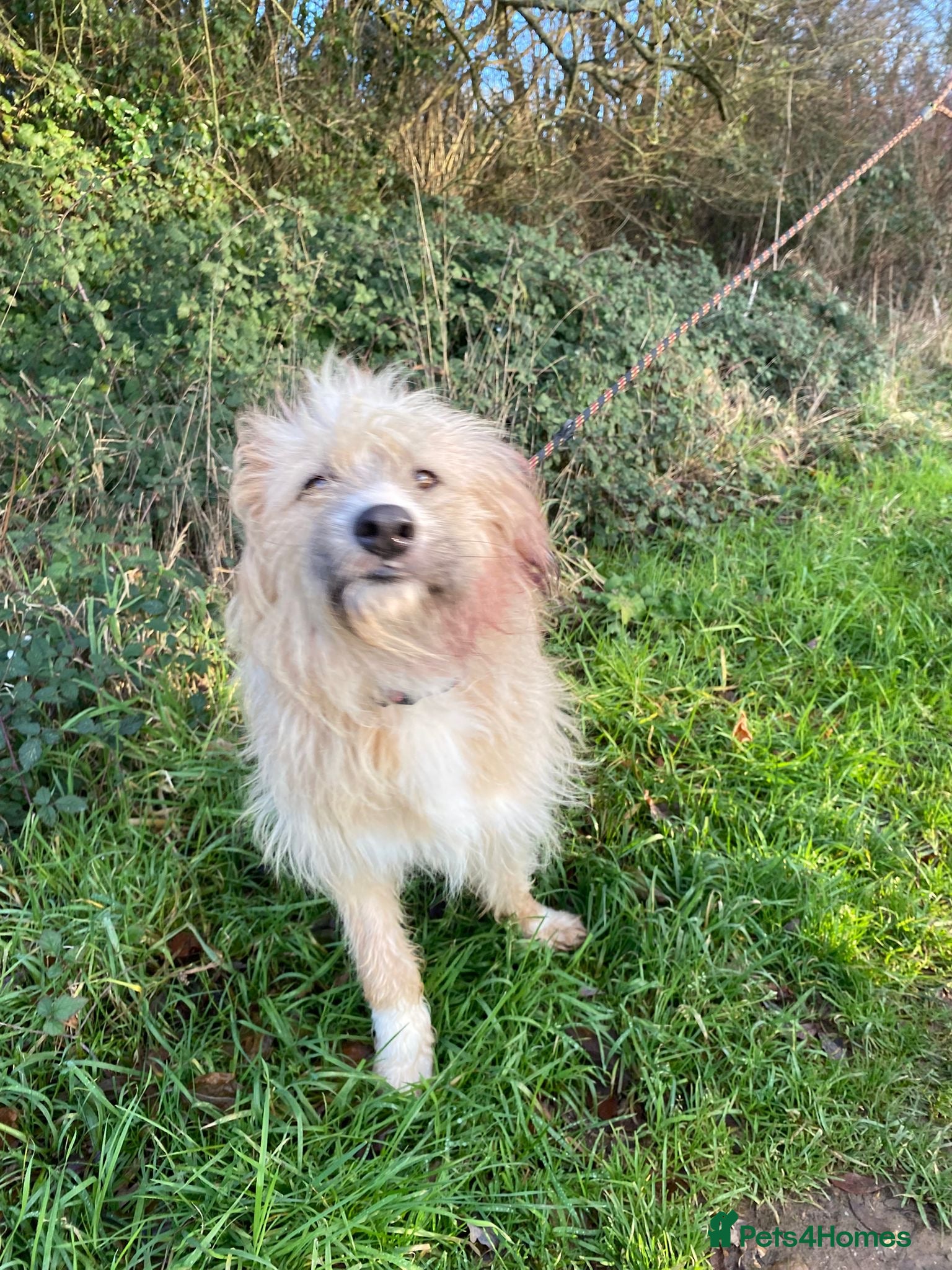 Mixed Breed dogs Mary  - Advert 17