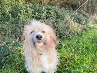 Mixed Breed dogs Mary - Advert 2