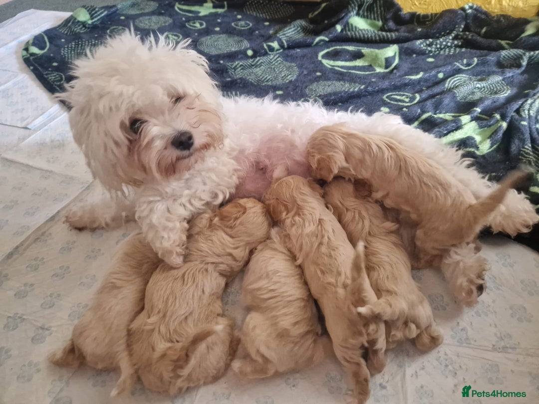 Maltipoo dogs for sale: Maltipoo  - Image 1