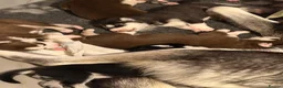 Siberian Husky dogs for sale: Siberian Husky Puppies  - Advert 24