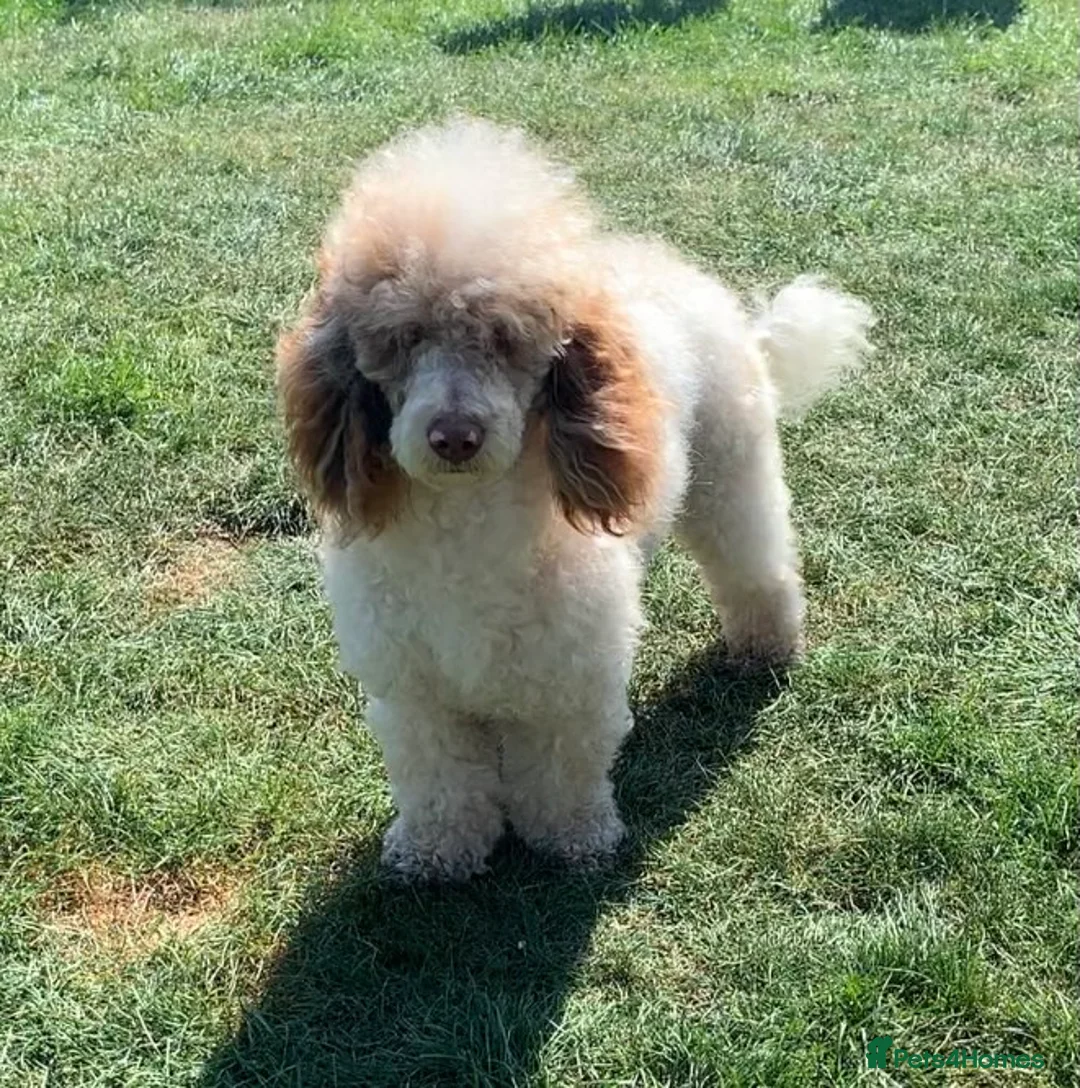 Cockapoo dogs for sale: Toy cockapoo puppies  - Advert 6