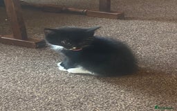 Mixed Breed cats for sale: Lovely 2 kittens - Image 7