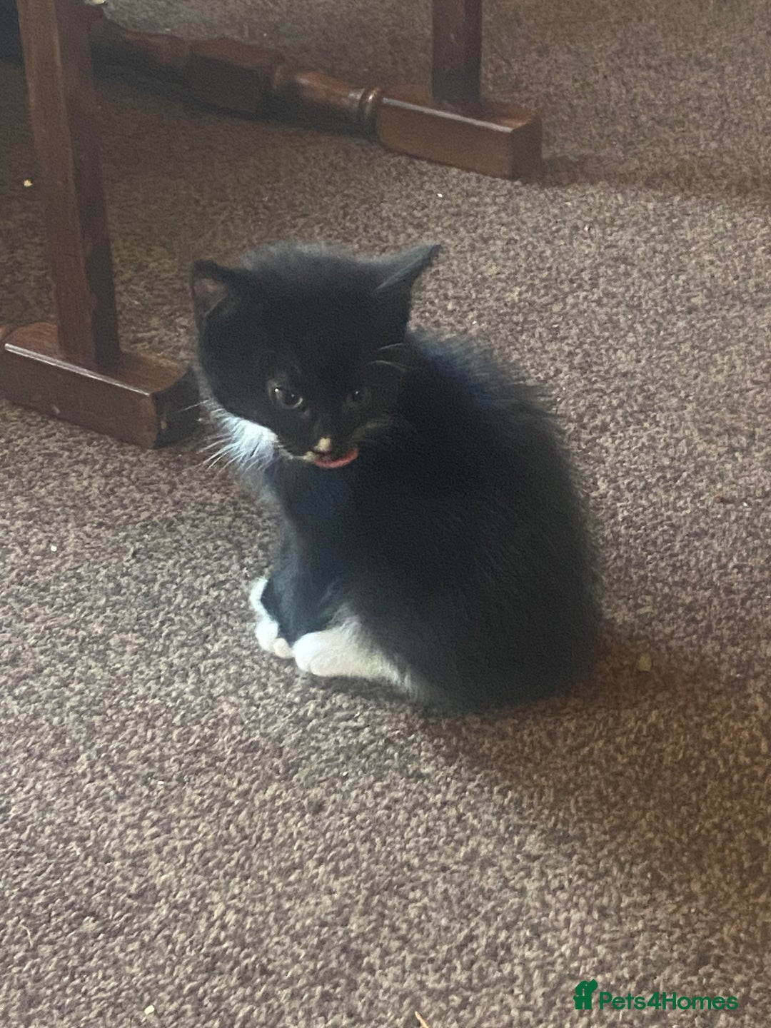 Mixed Breed cats for sale: Lovely 2 kittens - Image 7