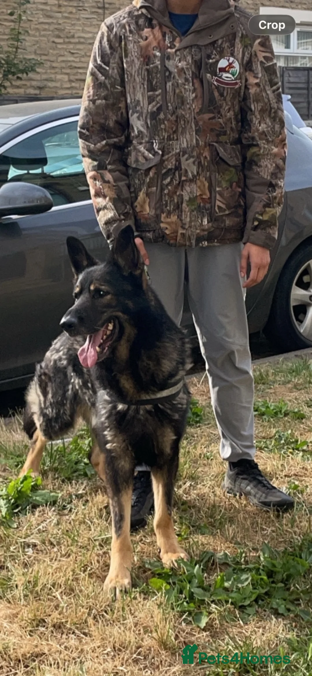 German Shepherd dogs for sale: Working line German shepherd  in Bradford - Advert 2
