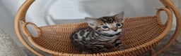 Bengal cats for sale: Beautiful kittens 🥰 - Advert 27