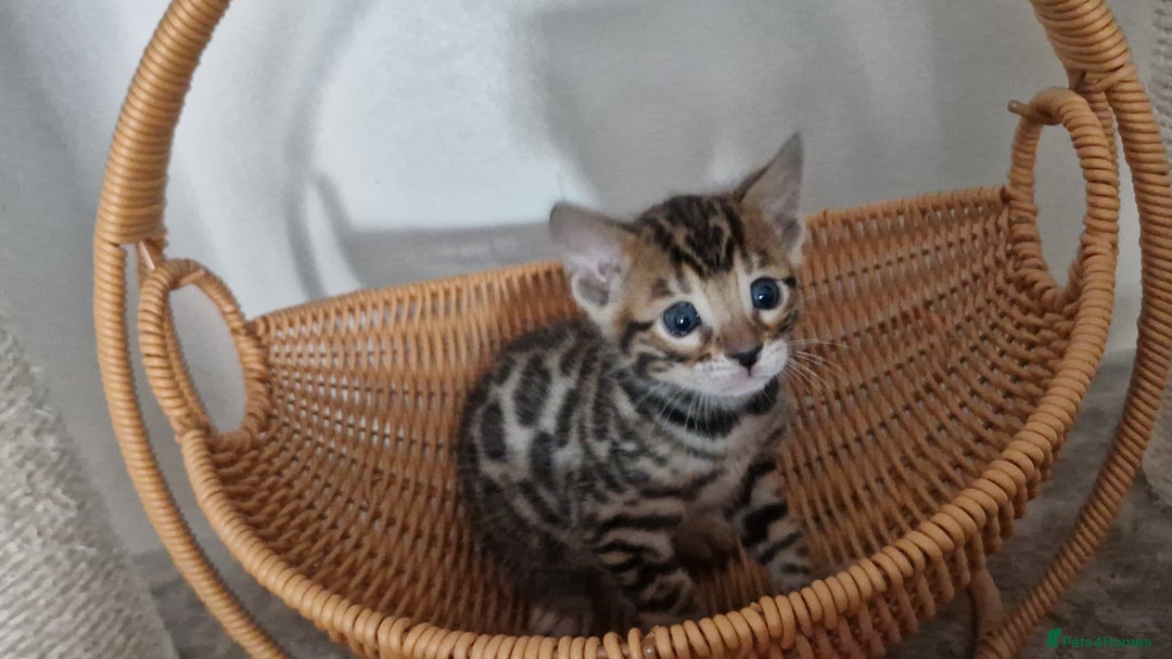 Bengal cats for sale: Beautiful kittens 🥰 - Advert 27