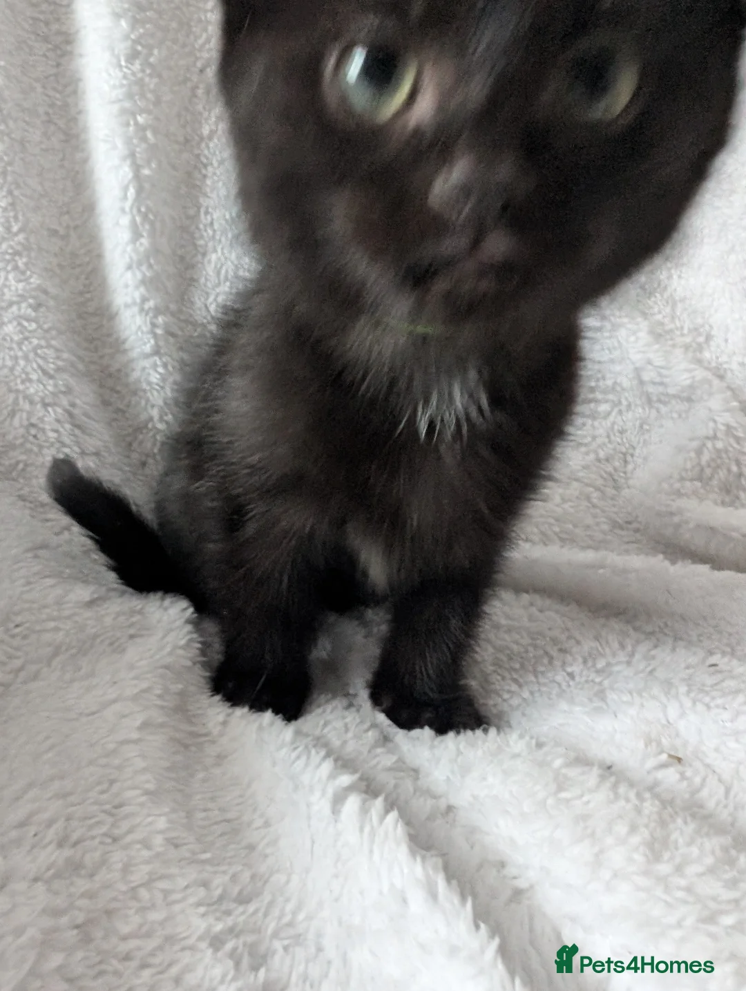 Ragdoll cats for sale: Ragdoll kittens  - Advert 10