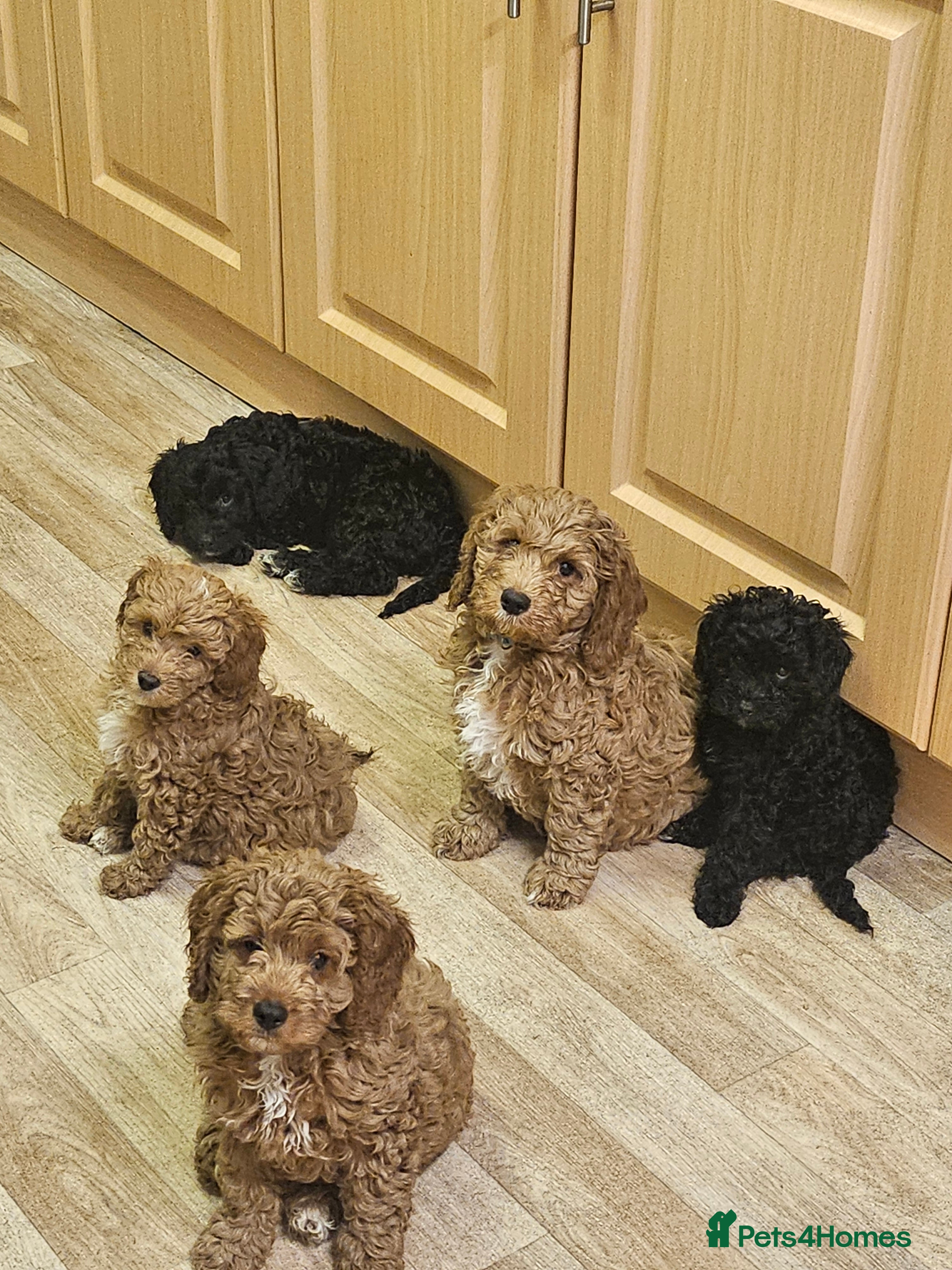 Cavapoo dogs Gorgeous F1b Toy Cavapoo Babies (Ready now) - Advert 1