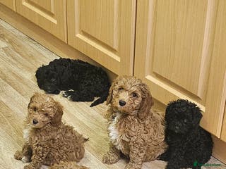 Cavapoo dogs Gorgeous F1b Toy Cavapoo Babies (Ready now) - Advert 1