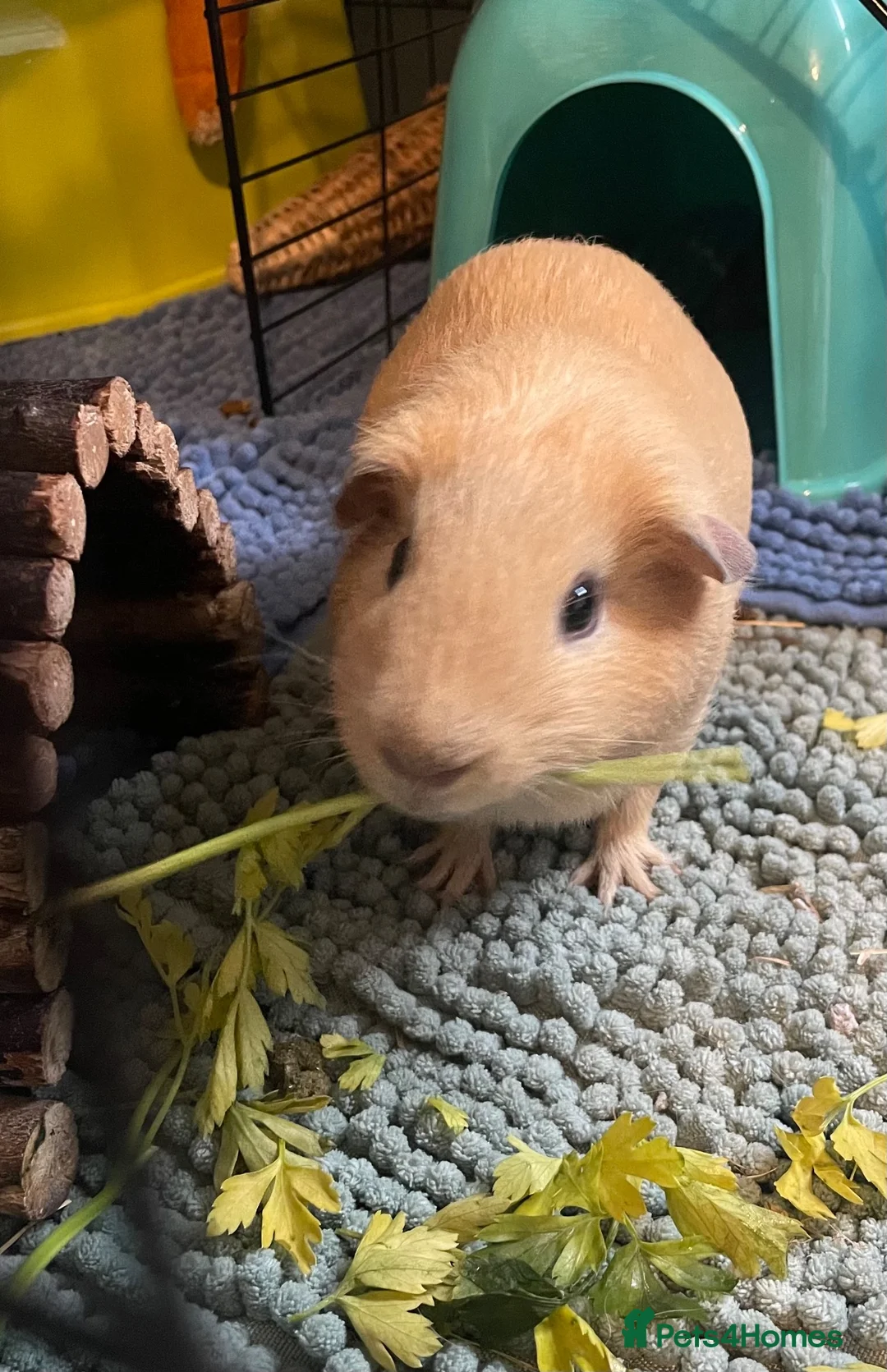 Guinea Pig rodents for sale: Handsome blonde male Guinea pig - Advert 1