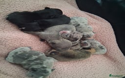 French Bulldog dogs for sale: 8 French bulldog puppies  - Image 2