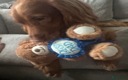 Cocker Spaniel dogs for sale: First and last litter top class red cockers - Image 14