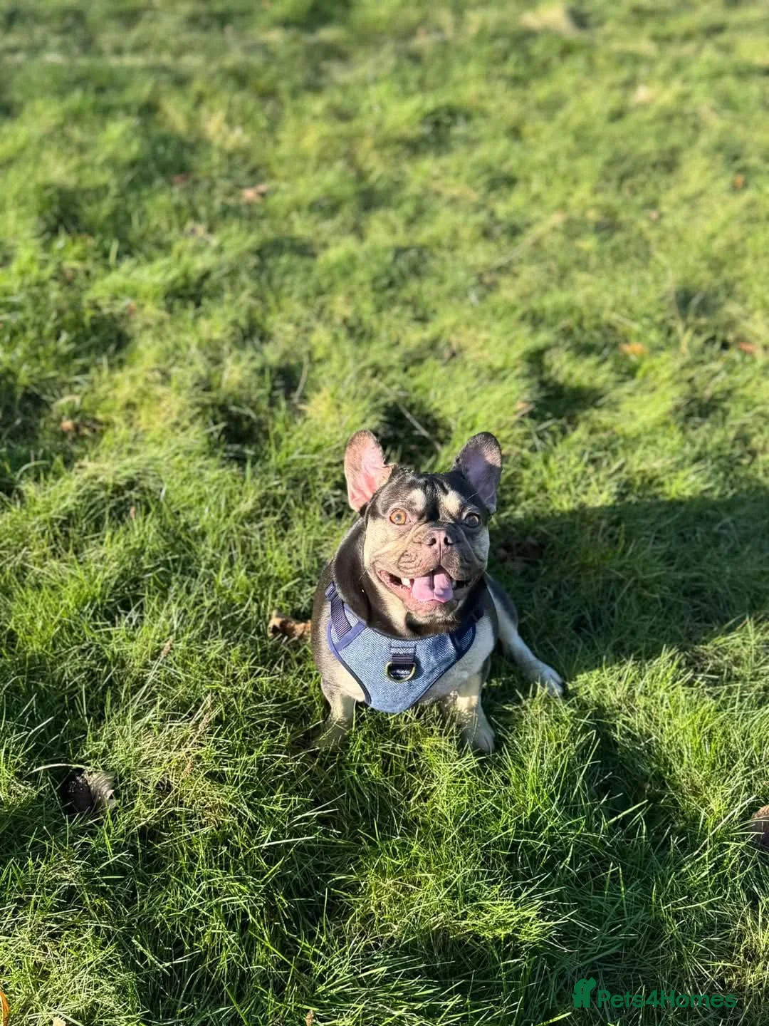 French Bulldog dogs for sale: Male french bulldog - Advert 6