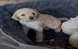 Poochon dogs for sale: Seriously gorgeous farm reared tiny puppies  - Image 19
