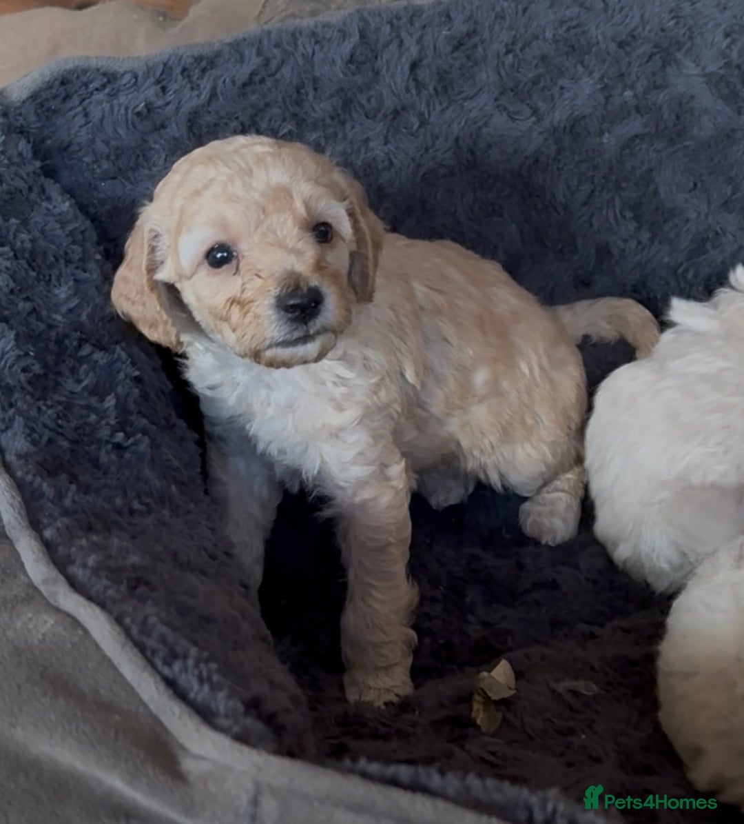 Poochon dogs for sale: Seriously gorgeous farm reared tiny puppies  - Image 19