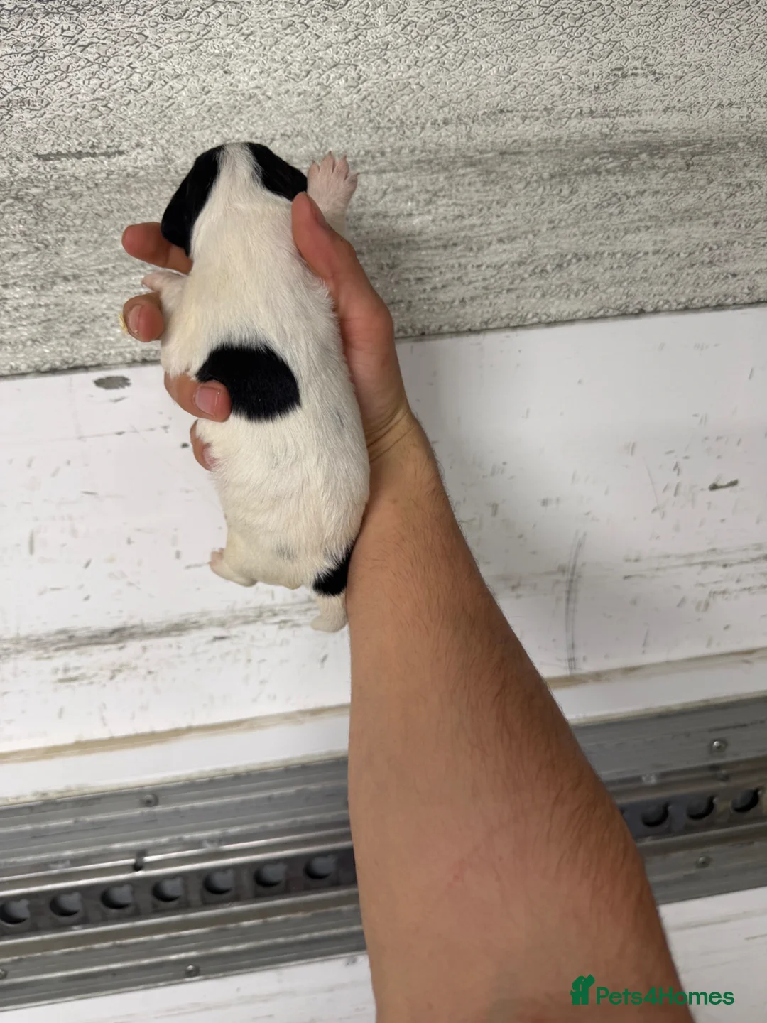 Mixed Breed dogs for sale: Cockerjack  - Advert 8