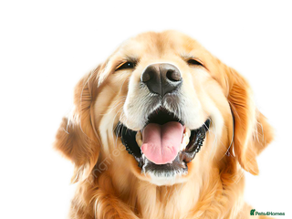 Cavapoo dogs Testing testing advert in Birmingham - Advert 15