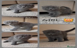 Scottish Fold cats for sale: Scottish Fold kittens  - Image 2