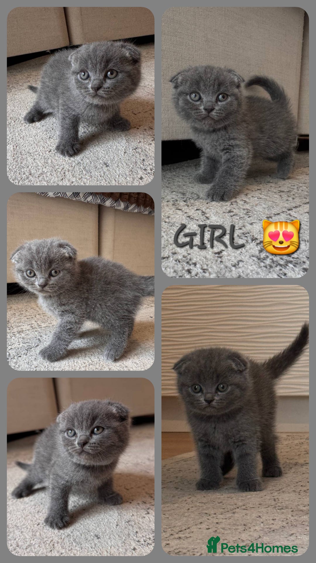 Scottish Fold cats for sale: Scottish Fold kittens  - Image 2
