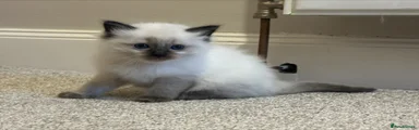 Kitten 2 Female - New Home Found 