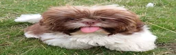 Shih Tzu dogs for sale: Imperial Shih Tzu female, 22 months KC registered. - Advert 19