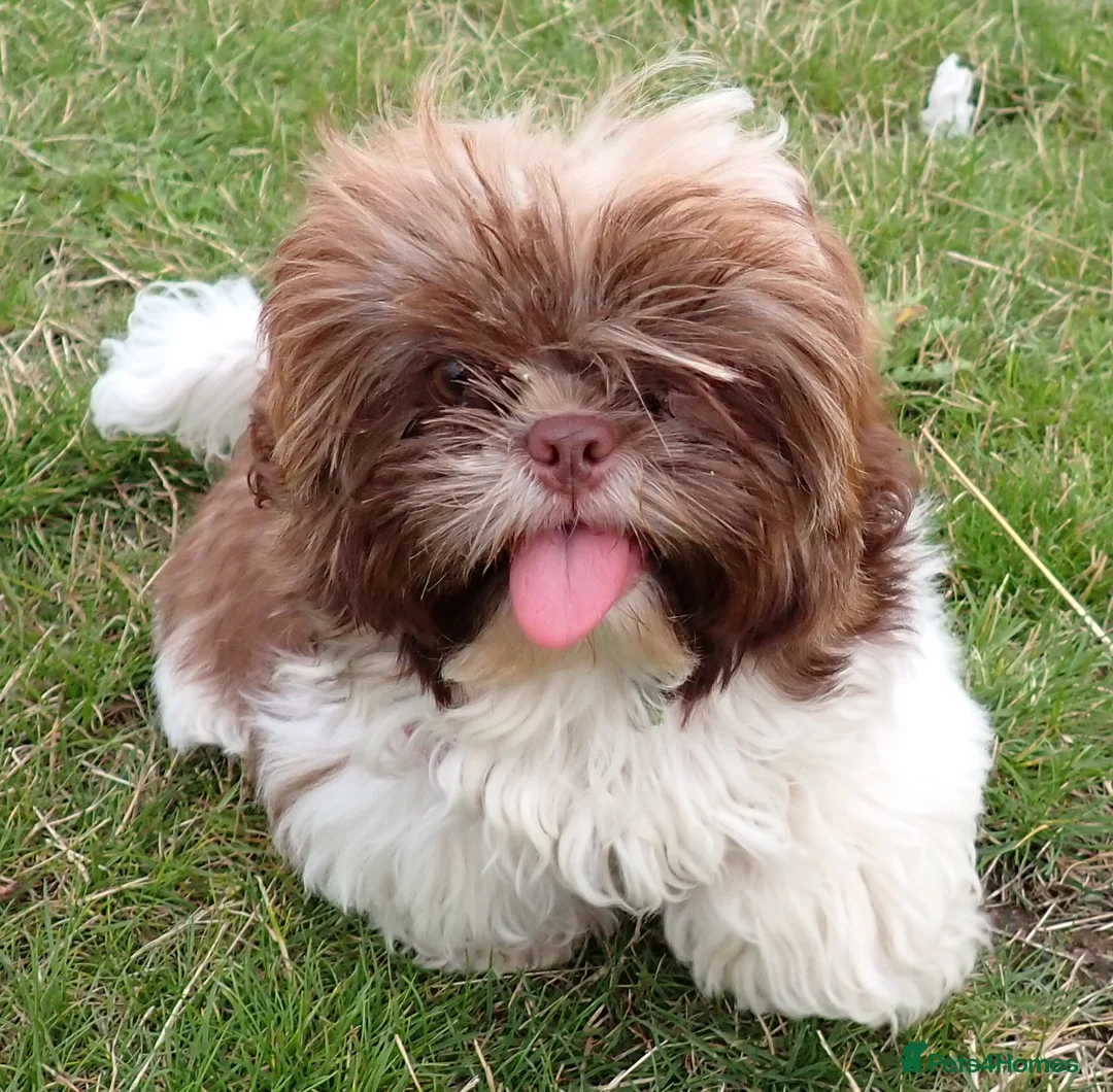 Shih Tzu dogs for sale: Imperial Shih Tzu female, 22 months KC registered. - Advert 19