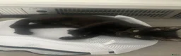 Mixed Breed cats for sale: Gorgeous little boy kitten  in Southampton - Advert 7