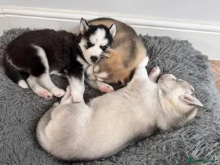 Siberian Husky dogs Pure Siberian Huskies 3 Puppies - Advert 1