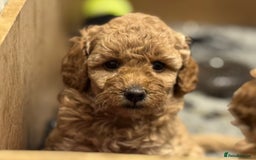 Miniature Poodle dogs for sale: Stunning Miniture Poodles - Image 25