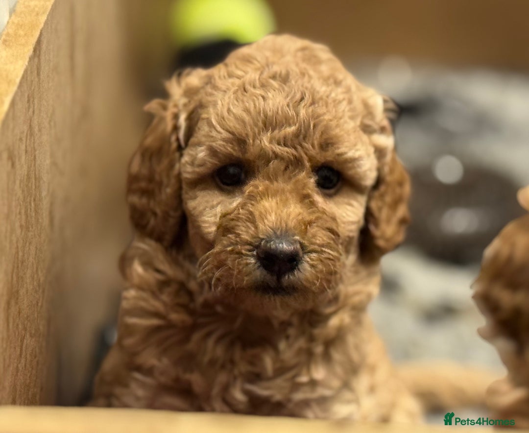 Miniature Poodle dogs for sale: Stunning Miniture Poodles - Image 25