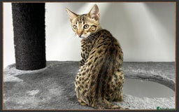 Savannah cats for sale: Ready to go F5 SBT Savannah kittens in Bingley - Image 14