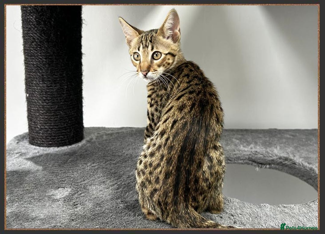 Savannah cats for sale: Ready to go F5 SBT Savannah kittens in Bingley - Image 14