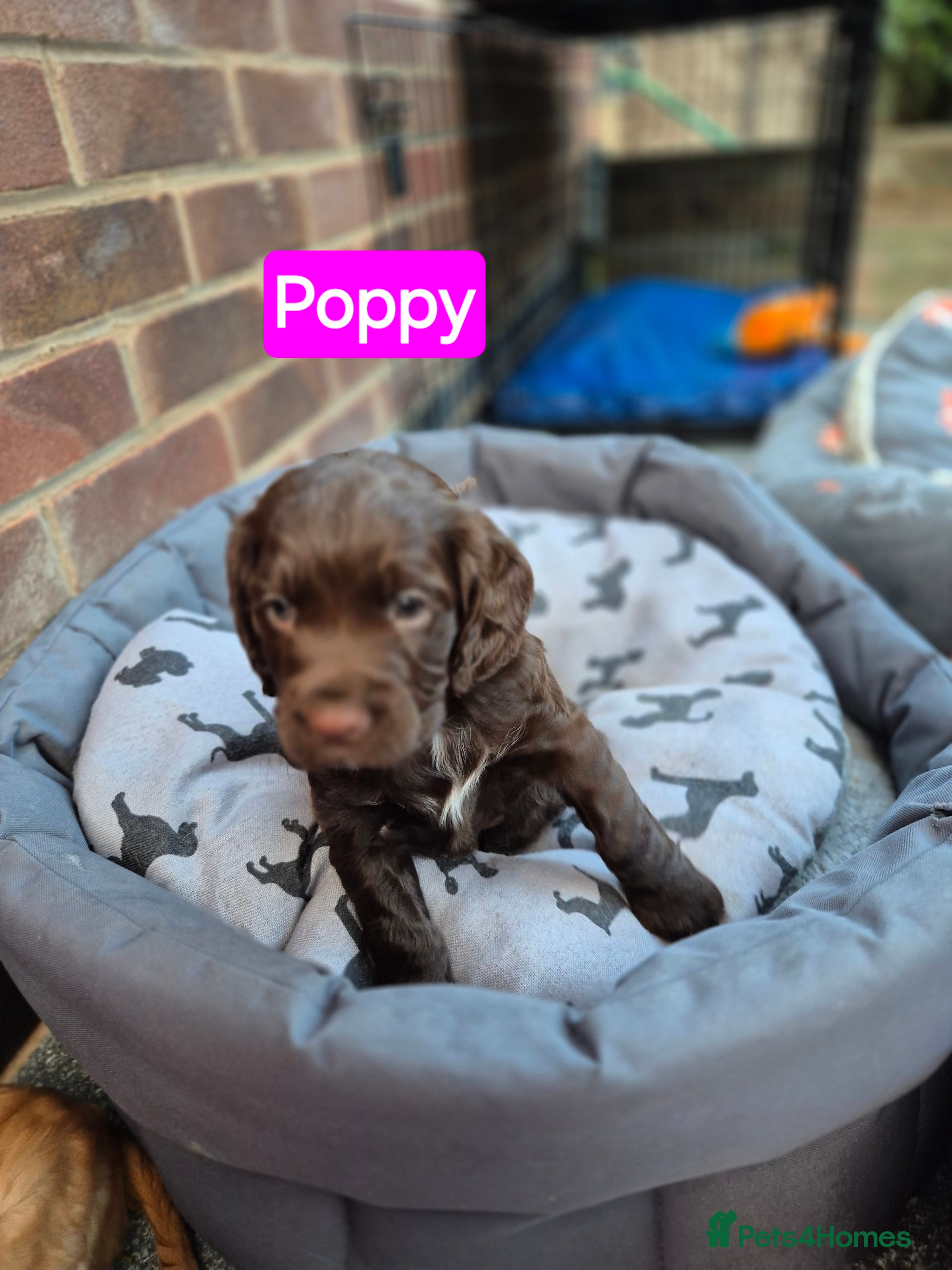 Cocker Spaniel dogs KC REGISTERED WORKING COCKER SPANIEL PUPPIES  - Advert 2