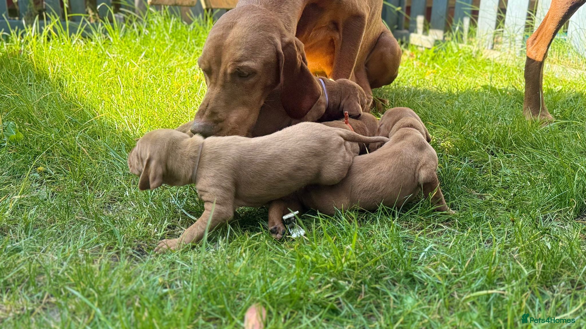 Hungarian Vizsla dogs 4 girls feft🐶 Hungerian Viszla Puppies 🐶😍  - Advert 5