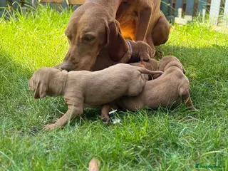 Hungarian Vizsla dogs 4 girls feft🐶 Hungerian Viszla Puppies 🐶😍 - Advert 5