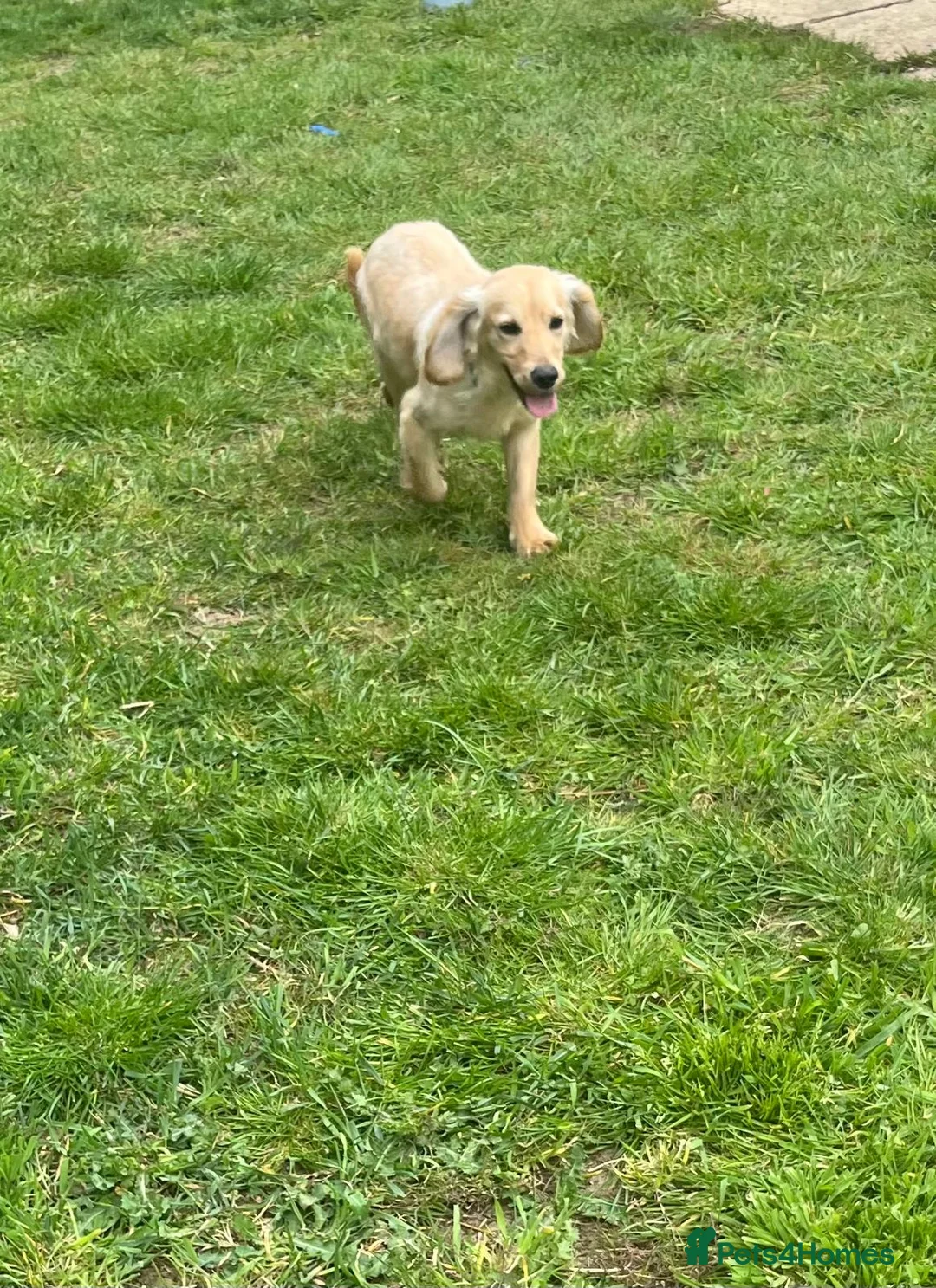 Cocker Spaniel dogs for sale: 1 year old bear 🐻  - Advert 4