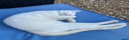 Mixed Breed cats for sale: (REHOME)Sphinx cross Siamese boy  - Advert 4