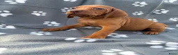 Hungarian Vizsla dogs for sale: Beautiful KC Reg Hungarian Vizsla Puppies - Advert 16