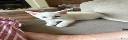 Mixed Breed cats for sale: 3 baby boy Kittens  - Advert 3
