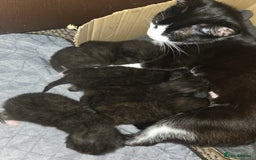 Mixed Breed cats for sale: 3 x 12 week kittens for sale - Image 4