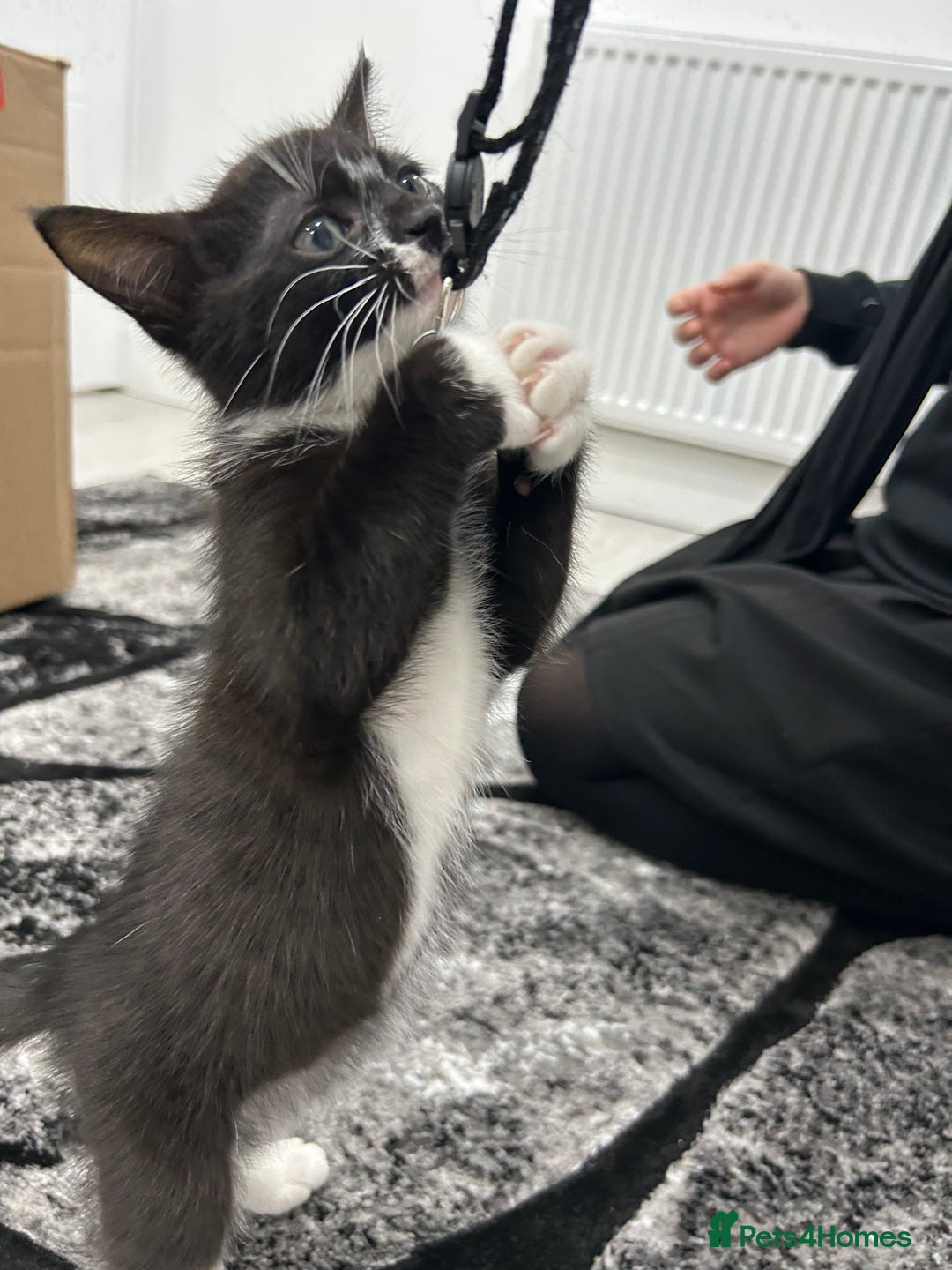 Mixed Breed cats for sale: 8 Week Old Kitten - Advert 1