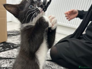 Mixed Breed cats 8 Week Old Kitten - Advert 1