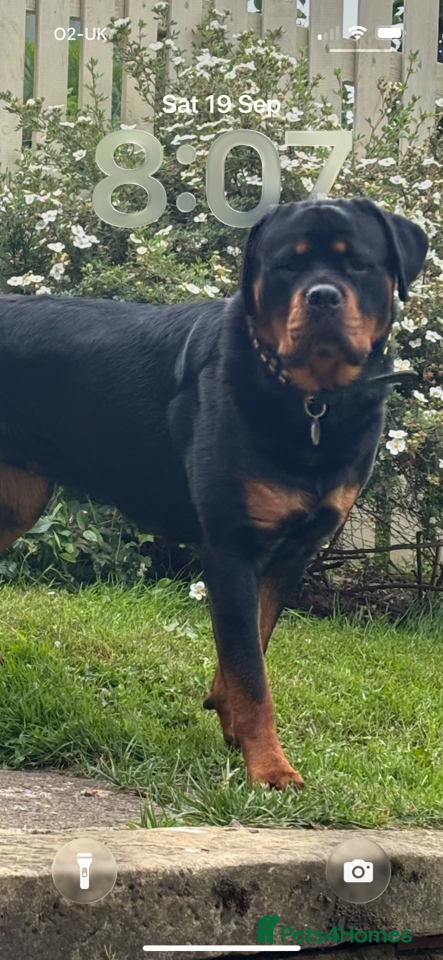 Rottweiler dogs Nellie - Advert 1
