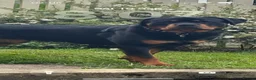 Rottweiler dogs for sale: Nellie - Advert 1