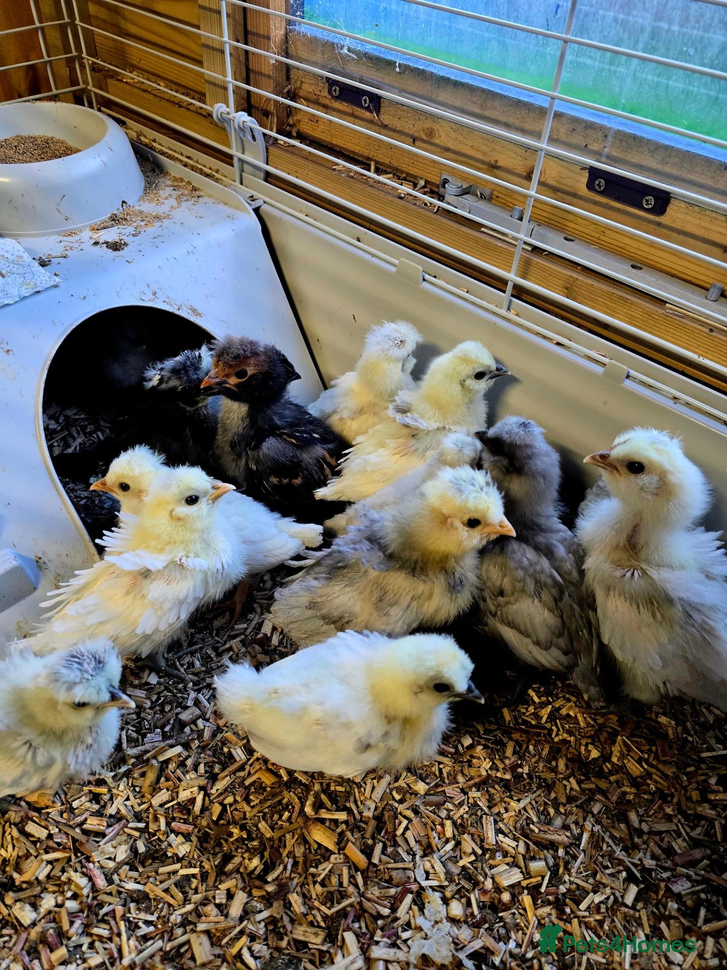 Mixed Breed livestock 3 week old chicks available 2.10.26 - Advert 13