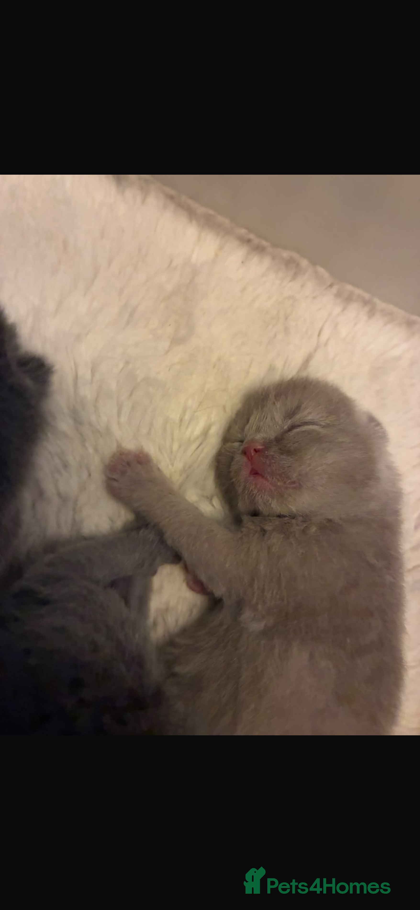 British Shorthair cats Beautiful British Shorthair Kittens  - Advert 2
